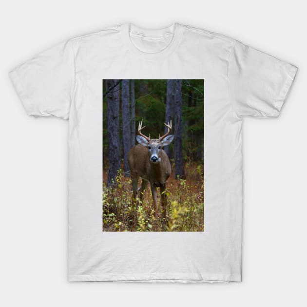 Curious Prince - White-tailed Buck T-Shirt by Jim Cumming